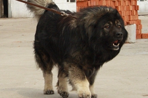 高加索犬怎么喂养