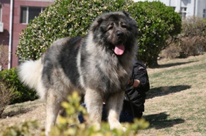 怎么养高加索犬