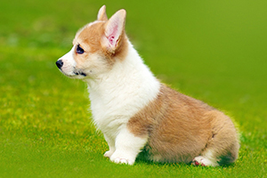 柯基犬吃什么水果好