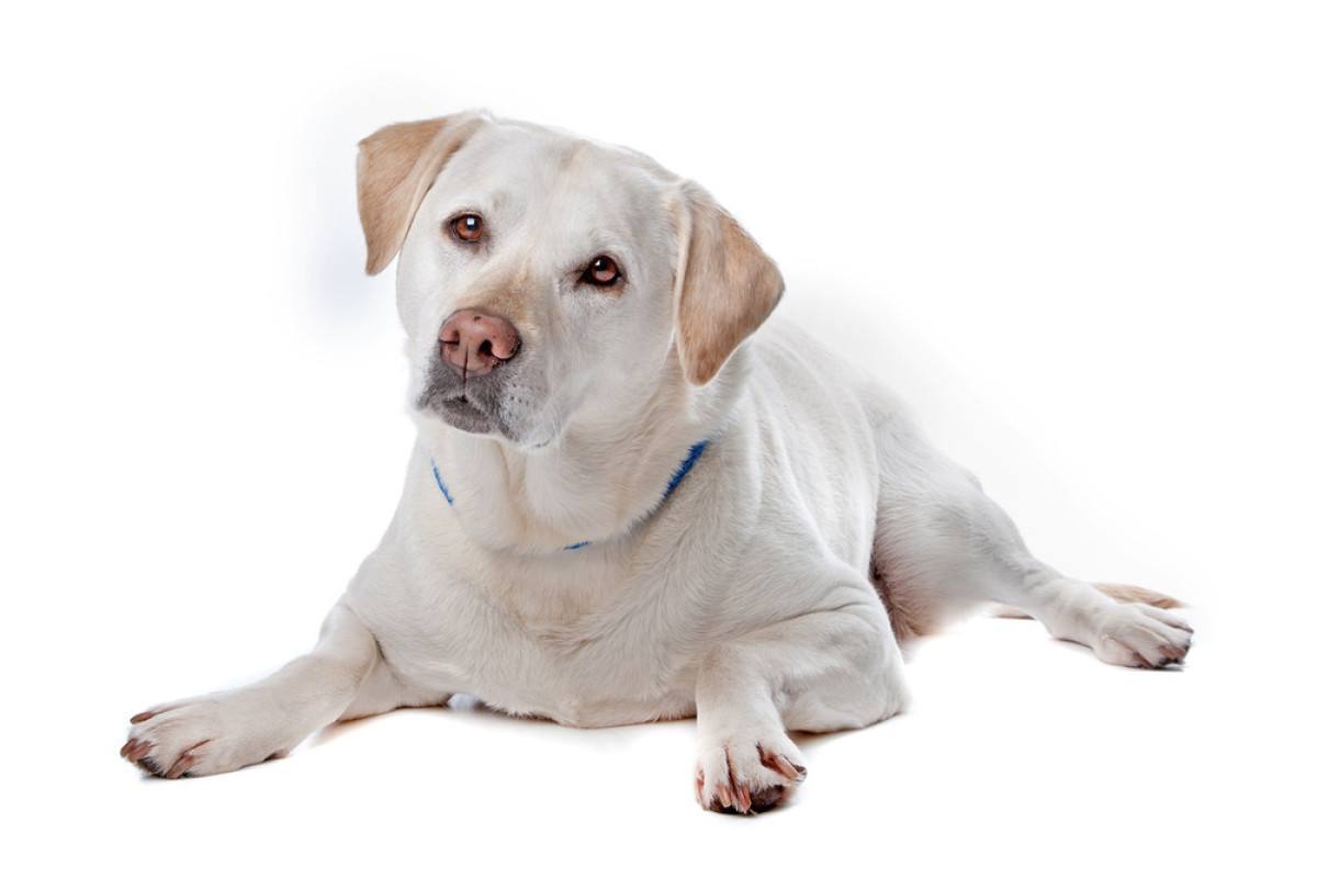 拉布拉多犬吃什么补钙