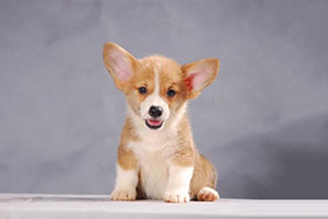 柯基犬幼犬吃什么