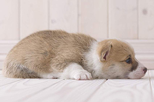 小柯基犬怎么养