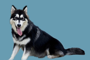 阿拉斯加犬如何喂养