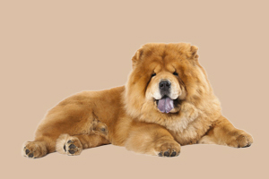 松狮犬怎么养