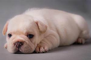 法斗犬怎么养