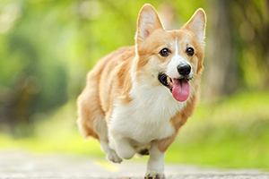怎么饲养柯基犬