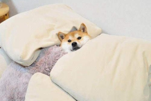 柴犬怎么养胖