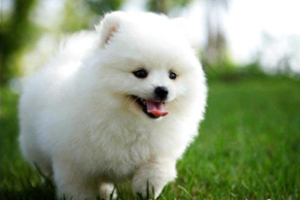 小博美犬的养法是什么