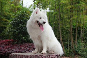 萨摩犬吃什么好