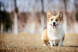柯基犬饲养心得