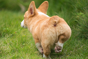 柯基犬饲养方法