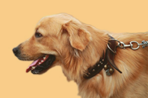 金毛犬的饲养方法