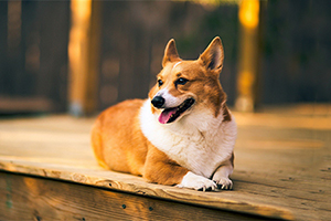 柯基犬怎么样养