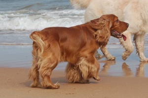 英国可卡犬怎么喂养