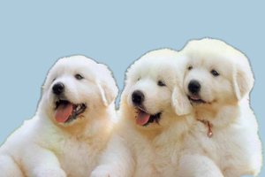 萨摩耶幼犬狗粮怎么喂养