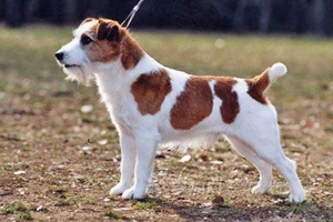杰克罗素梗幼犬怎么养
