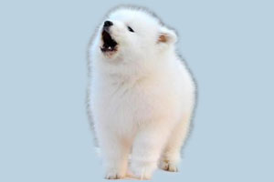 萨摩耶幼犬吃什么好