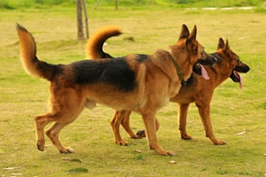 黑背犬怎么养