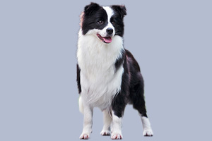 边境牧羊犬怎么喂养