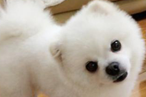 狗狗健康的表现