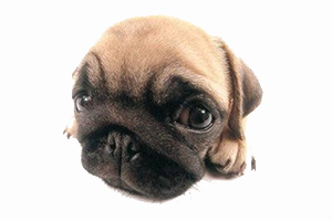 巴哥犬的喂养方法