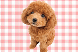 泰迪犬怎么养不会臭