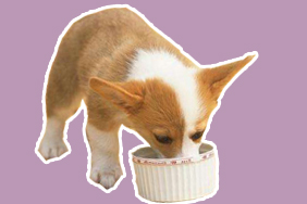 狗狗喂食时间是什么