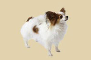 蝴蝶犬怎么养