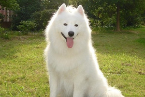 萨摩犬吃什么对毛好