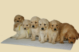 金毛幼犬刚到家怎么照顾