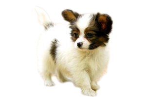 蝴蝶犬幼犬怎么养