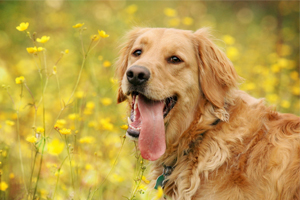 金毛犬的饲养方法有哪些