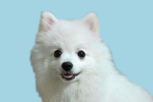 博美毛发黄是什么原因