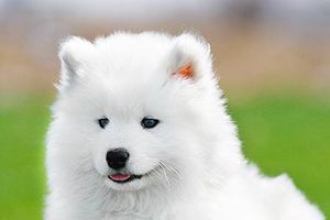萨摩耶身上臭怎么办