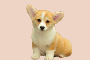 柯基犬什么时候断尾