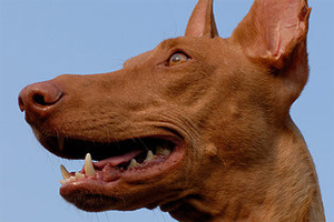 法老王猎犬怎么养