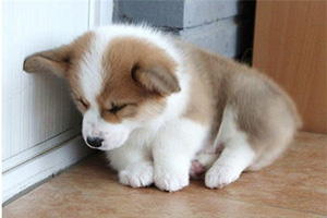 柯基幼犬饲养方法