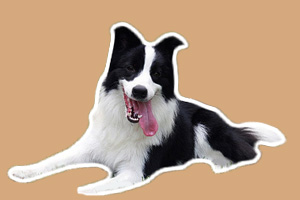 怎样养好边境牧羊犬