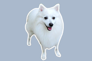 银狐狗狗应该怎么养
