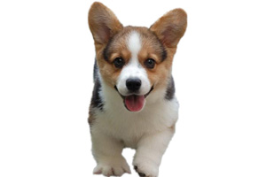 柯基幼犬怎么喂养