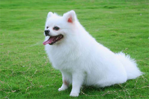 博美犬怎么养