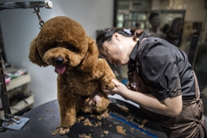 狗狗美容步骤有哪些