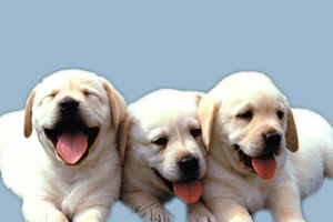 拉布拉多幼犬喂养方法