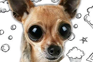 小鹿犬怎么养