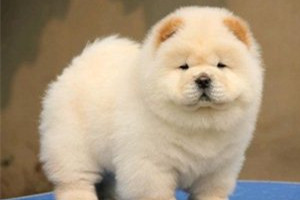 松狮幼犬怎么养