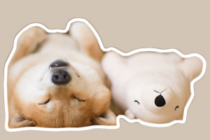 小柴犬怎么养