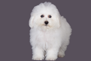 比熊犬怎么养