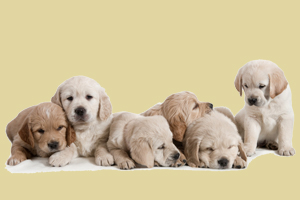 拉布拉多幼犬狗粮怎么喂