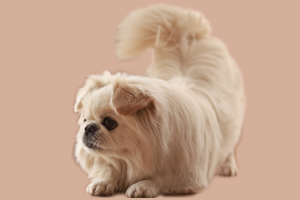 京巴犬怎么养
