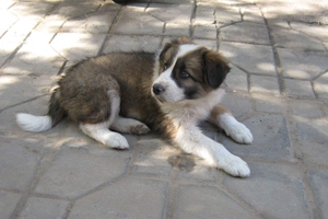 如何饲养圣伯纳幼犬